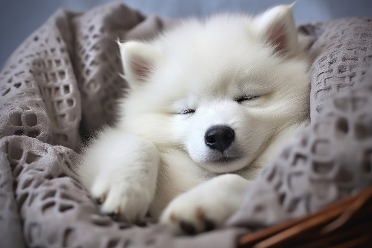 5 Consigli per la cura del tuo cane